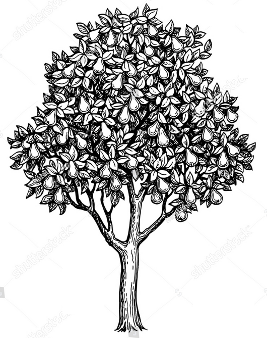 arbre fruitier